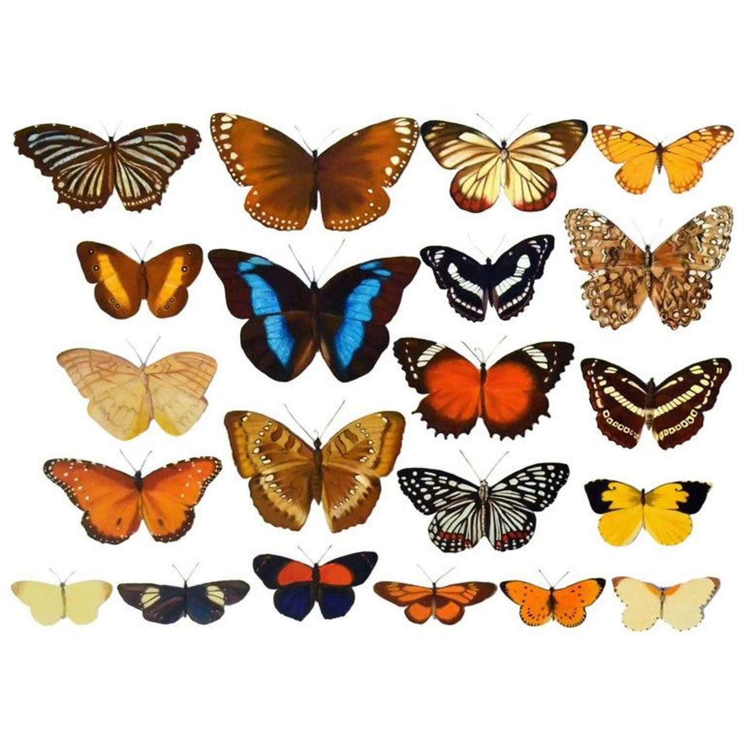 Photo Realistic Painting of Butterflies by Bridget Orlando