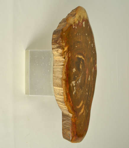 Architectural Push Pull Door Handle in Petrified Wood