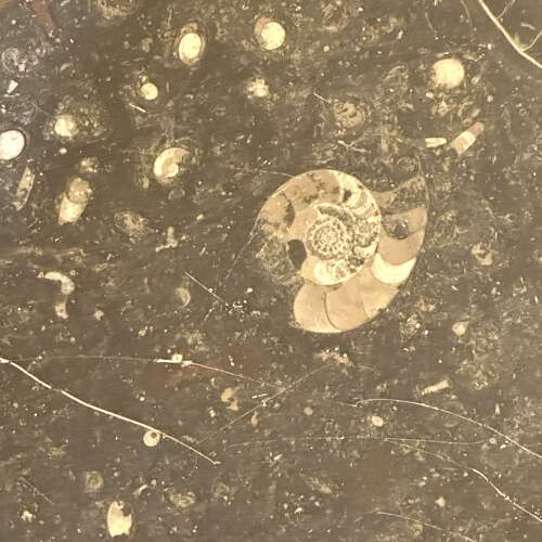 Fossilized Stone Coffee by Table Heinz Lilienthal with Round Wooden Base